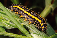 Heterogynis pennella